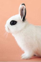 传2024年《使命召唤》将有伊拉克战争和反恐战争